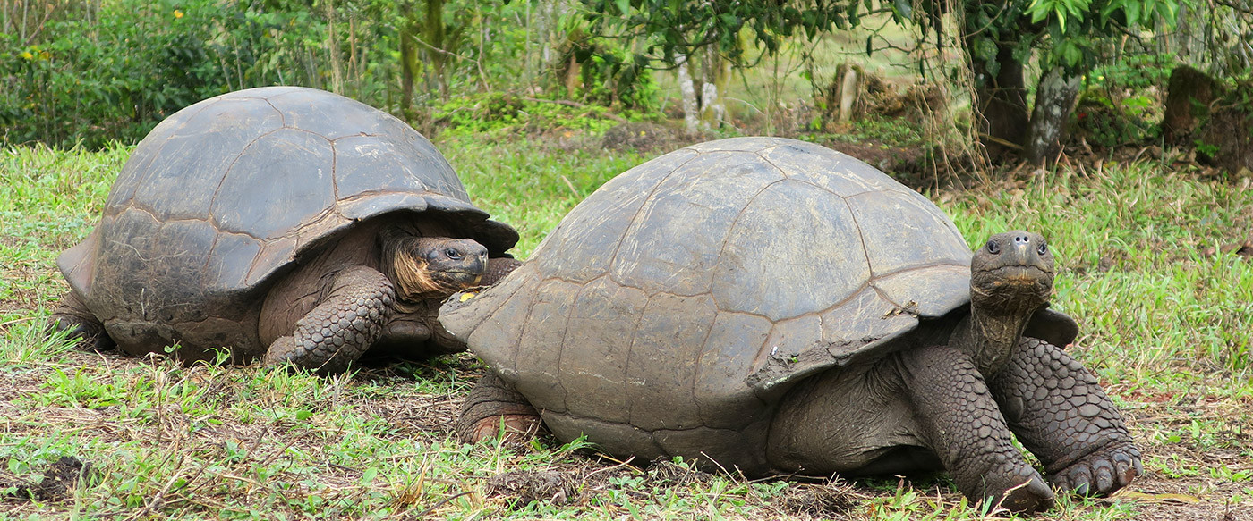 Giant Galápagos Tortoise Encounter | Andrew Harper