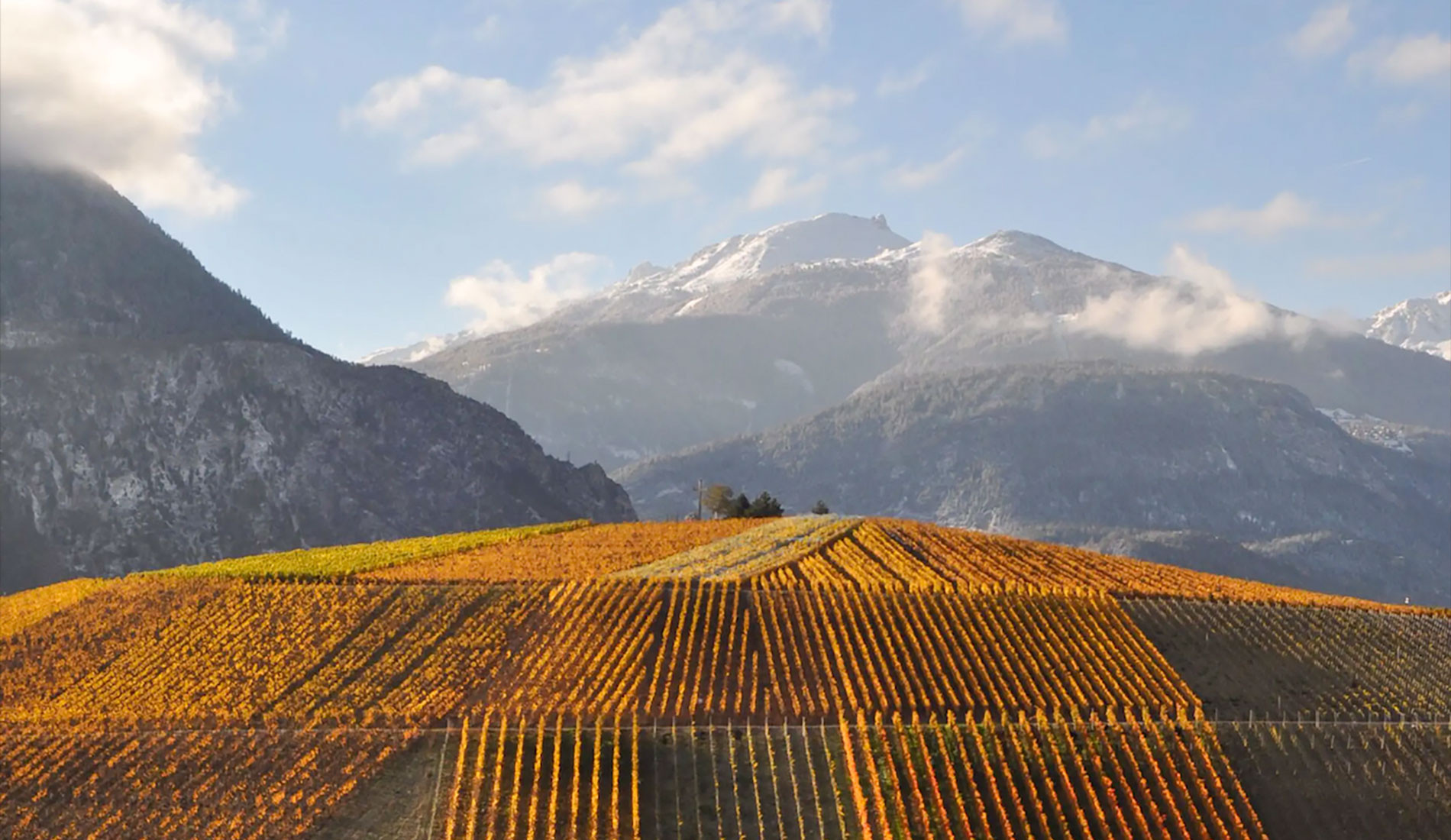 Most Memorable Wine Tastings | Editors' Choice Awards | Andrew Harper
